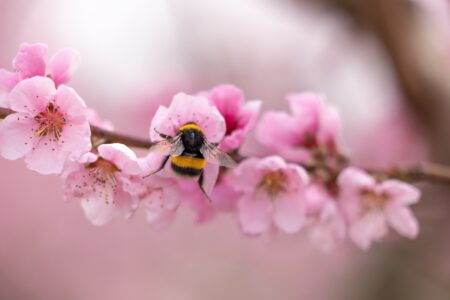 Peach Blossoms